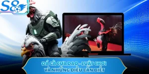 Đá Gà Cựa Dao - Luật Chơi Và Những Điều Cần Biết