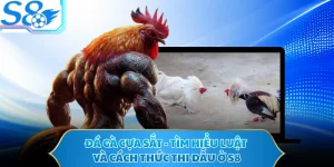 Đá Gà Cựa Sắt - Tìm Hiểu Luật Và Cách Thức Thi Đấu Ở S8