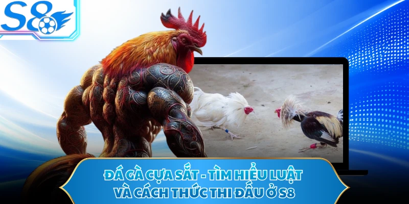 Đá Gà Cựa Sắt - Tìm Hiểu Luật Và Cách Thức Thi Đấu Ở S8