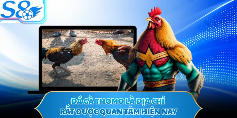 Đá gà Thomo là địa chỉ rất được quan tâm hiện nay