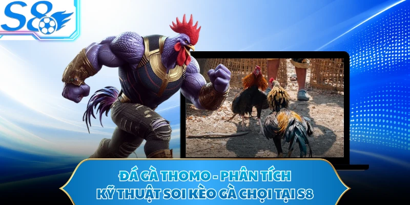 Đá Gà Thomo - Phân Tích Kỹ Thuật Soi Kèo Gà Chọi Tại S8