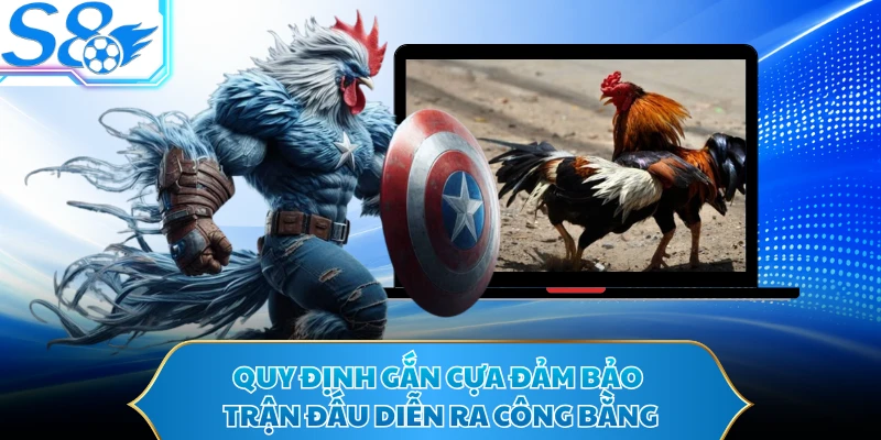 Quy định gắn cựa đảm bảo trận đấu diễn ra công bằng